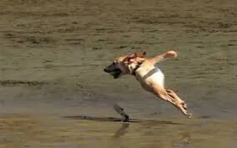 25 primjera kako rutinske operacije nad psima mogu zavr&scaron;iti kobno