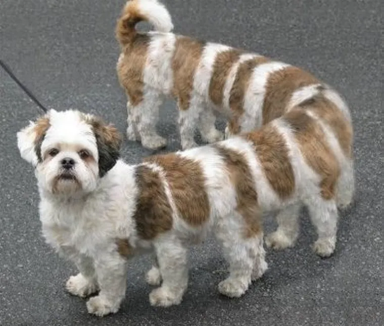 25 primjera kako rutinske operacije nad psima mogu zavr&scaron;iti kobno