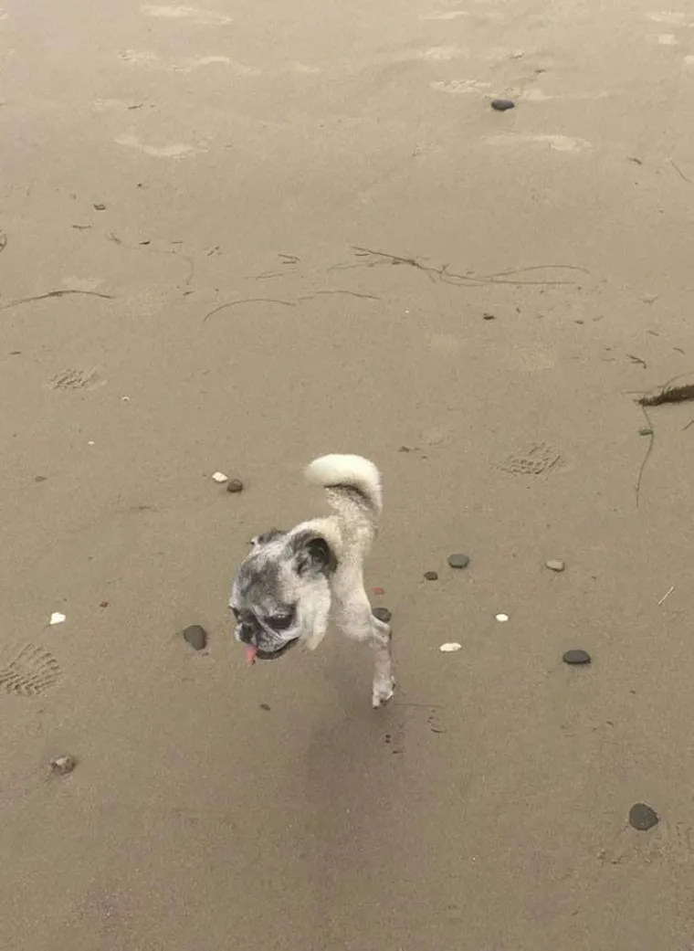 25 primjera kako rutinske operacije nad psima mogu zavr&scaron;iti kobno