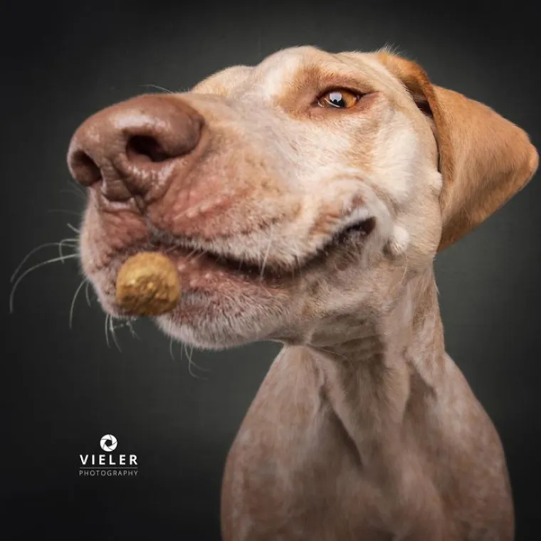 20 genijalnih fotografija pasa u trenutku kad su poku&scaron;ali uhvatiti slasticu