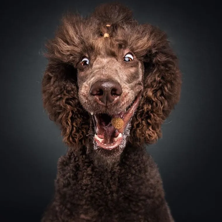 20 genijalnih fotografija pasa u trenutku kad su poku&scaron;ali uhvatiti slasticu