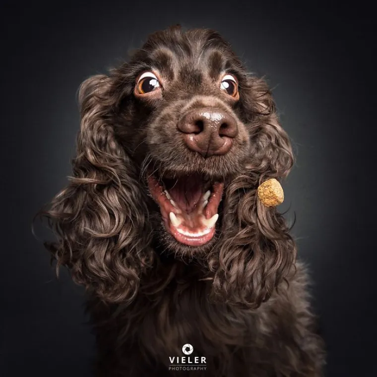 20 genijalnih fotografija pasa u trenutku kad su poku&scaron;ali uhvatiti slasticu