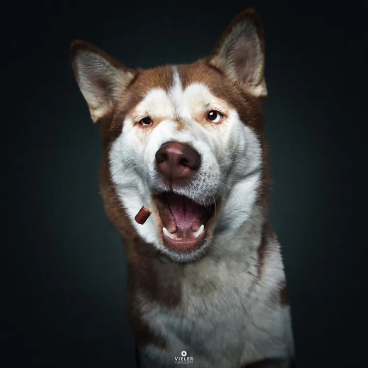 20 genijalnih fotografija pasa u trenutku kad su poku&scaron;ali uhvatiti slasticu