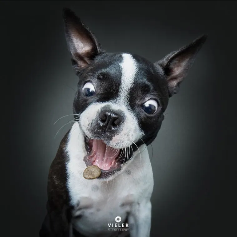 20 genijalnih fotografija pasa u trenutku kad su poku&scaron;ali uhvatiti slasticu