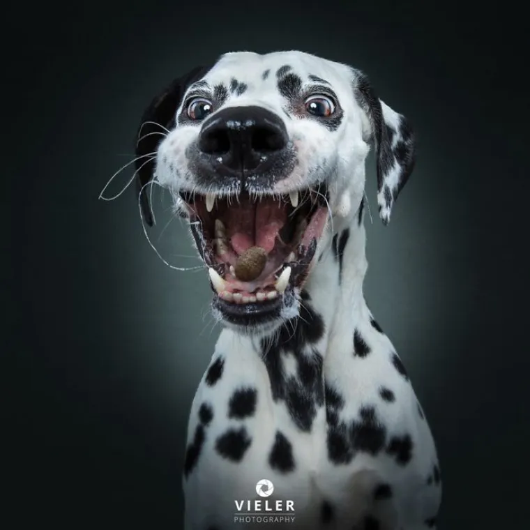 20 genijalnih fotografija pasa u trenutku kad su poku&scaron;ali uhvatiti slasticu