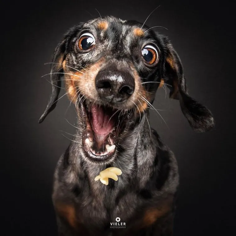 20 genijalnih fotografija pasa u trenutku kad su poku&scaron;ali uhvatiti slasticu