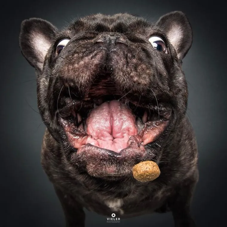 20 genijalnih fotografija pasa u trenutku kad su poku&scaron;ali uhvatiti slasticu