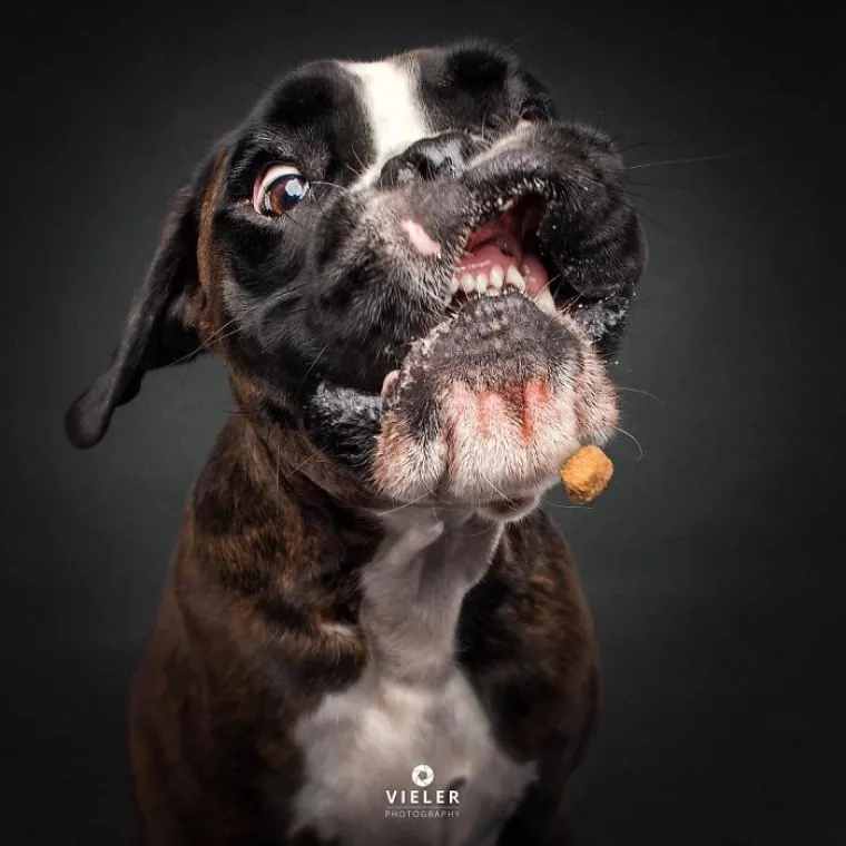 20 genijalnih fotografija pasa u trenutku kad su poku&scaron;ali uhvatiti slasticu