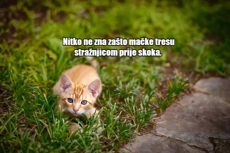 20 uznemirujućih činjenica koje će vam u mozgu napraviti ro&scaron;adu (da, ananasi ovako rastu)