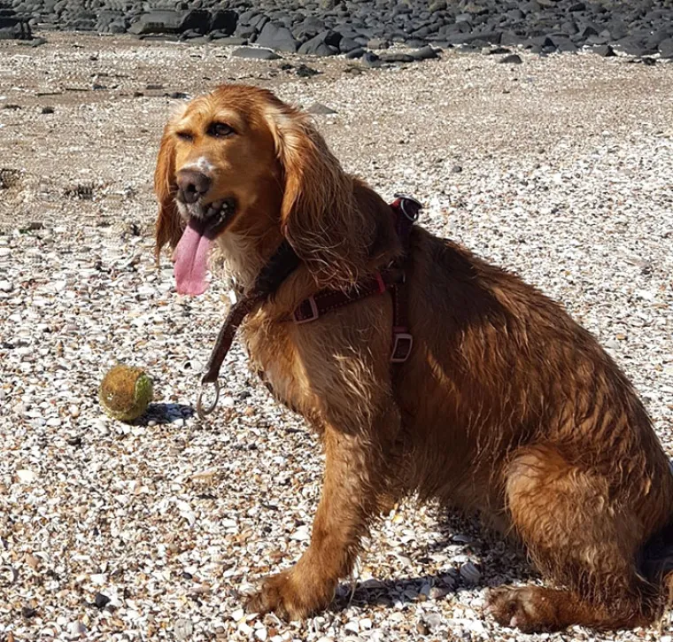 ŽIVOTINJE MUTANTI NAPADAJU? Ma ne, samo upozorenje da ljubimce nikad ne fotkate u panoramskom načinu