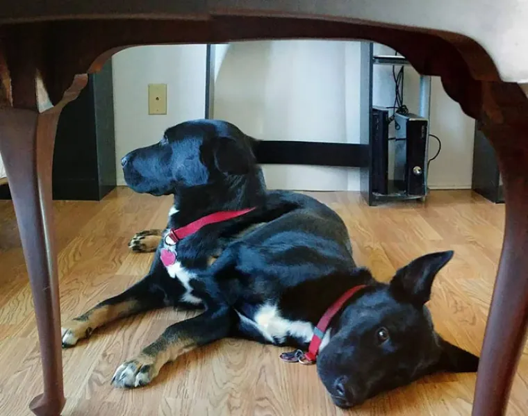 ŽIVOTINJE MUTANTI NAPADAJU? Ma ne, samo upozorenje da ljubimce nikad ne fotkate u panoramskom načinu