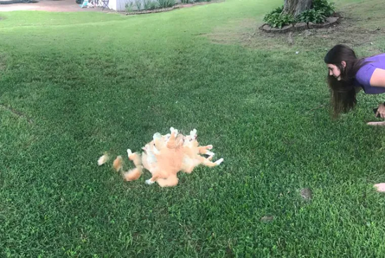 ŽIVOTINJE MUTANTI NAPADAJU? Ma ne, samo upozorenje da ljubimce nikad ne fotkate u panoramskom načinu