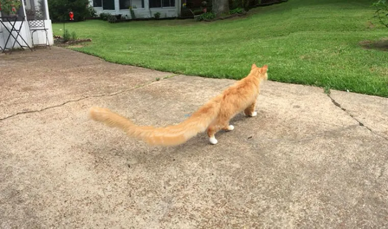 ŽIVOTINJE MUTANTI NAPADAJU? Ma ne, samo upozorenje da ljubimce nikad ne fotkate u panoramskom načinu