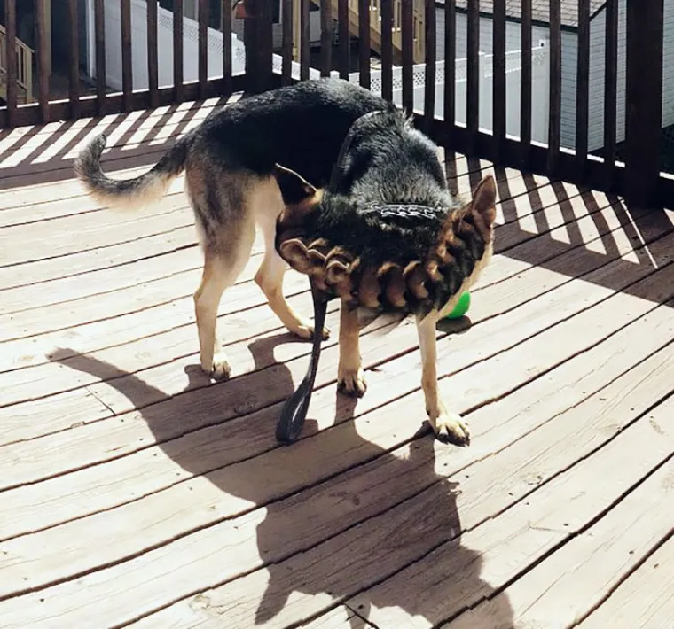 ŽIVOTINJE MUTANTI NAPADAJU? Ma ne, samo upozorenje da ljubimce nikad ne fotkate u panoramskom načinu