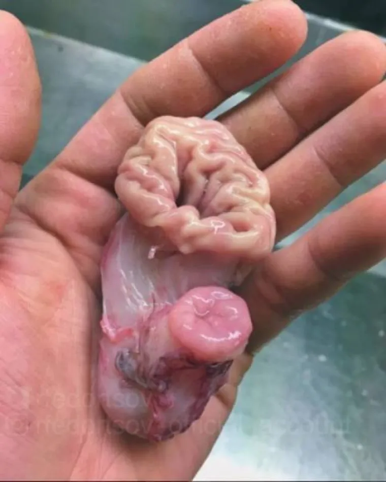 MORSKE DUBINE KRIJU BIZARNA ČUDOVI&Scaron;TA: Posvetio je život pronalaženju spodoba i stvarno ih se nakupilo