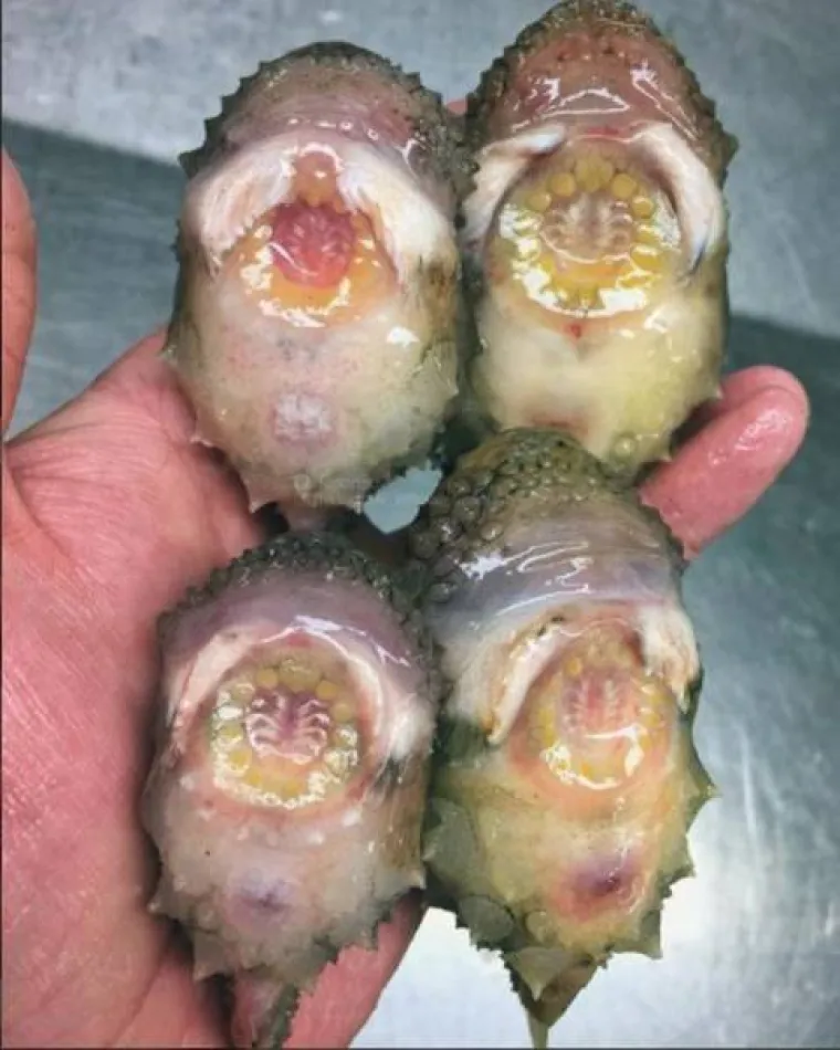 MORSKE DUBINE KRIJU BIZARNA ČUDOVI&Scaron;TA: Posvetio je život pronalaženju spodoba i stvarno ih se nakupilo