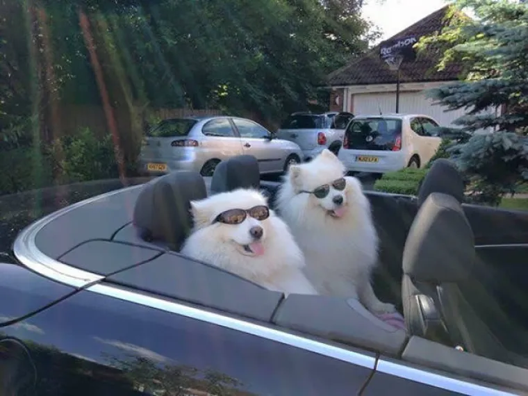 SAMOJEDI OPASNO KONKURIRAJU ZA NAJSLAĐU PASMINU NA SVIJETU: Provjerite za&scaron;to je cijeli svijet poludio za njima