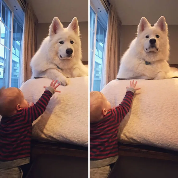 SAMOJEDI OPASNO KONKURIRAJU ZA NAJSLAĐU PASMINU NA SVIJETU: Provjerite za&scaron;to je cijeli svijet poludio za njima