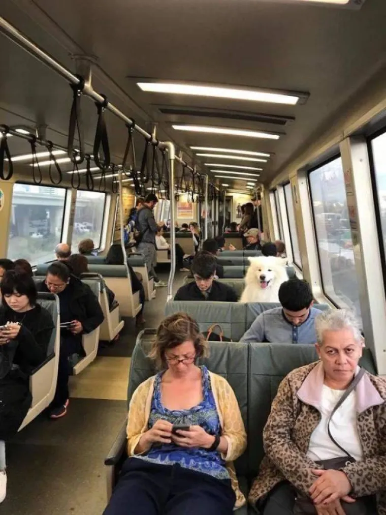 SAMOJEDI OPASNO KONKURIRAJU ZA NAJSLAĐU PASMINU NA SVIJETU: Provjerite za&scaron;to je cijeli svijet poludio za njima