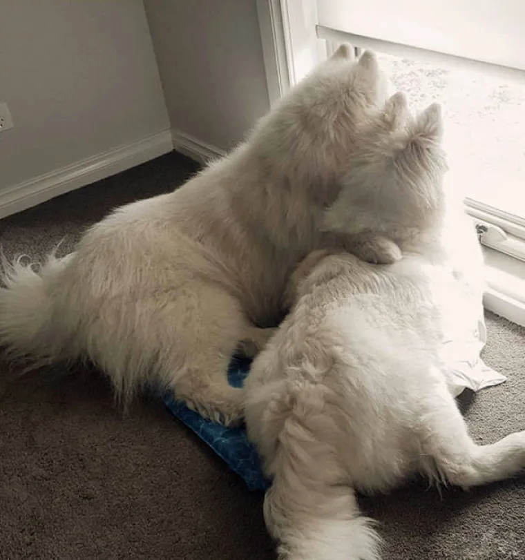 SAMOJEDI OPASNO KONKURIRAJU ZA NAJSLAĐU PASMINU NA SVIJETU: Provjerite za&scaron;to je cijeli svijet poludio za njima