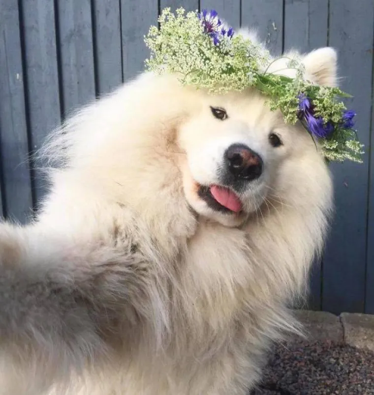 SAMOJEDI OPASNO KONKURIRAJU ZA NAJSLAĐU PASMINU NA SVIJETU: Provjerite za&scaron;to je cijeli svijet poludio za njima