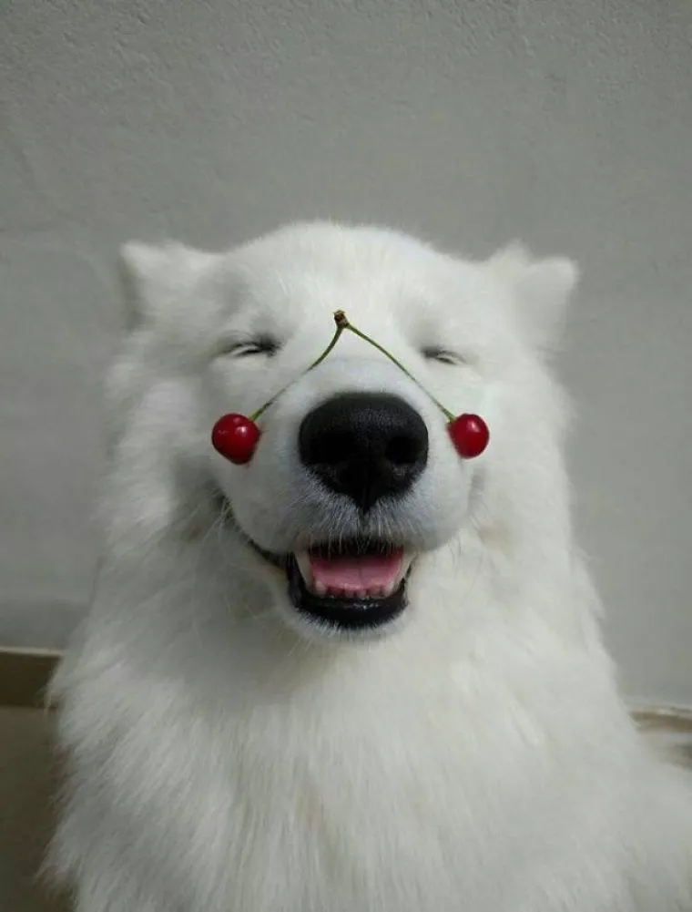 SAMOJEDI OPASNO KONKURIRAJU ZA NAJSLAĐU PASMINU NA SVIJETU: Provjerite za&scaron;to je cijeli svijet poludio za njima