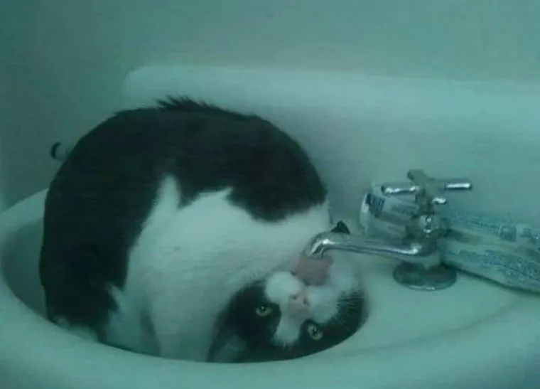 Stručnjaci potvrdili: Ovih 25 slika mačaka su najbolje slike mačaka na svijetu