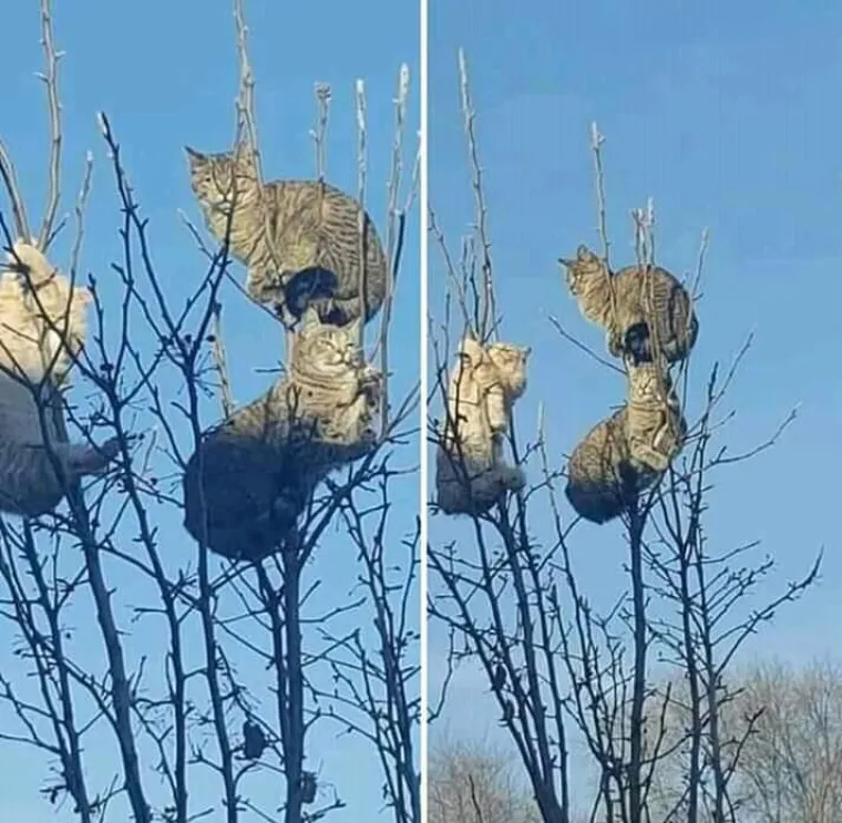 Stručnjaci potvrdili: Ovih 25 slika mačaka su najbolje slike mačaka na svijetu