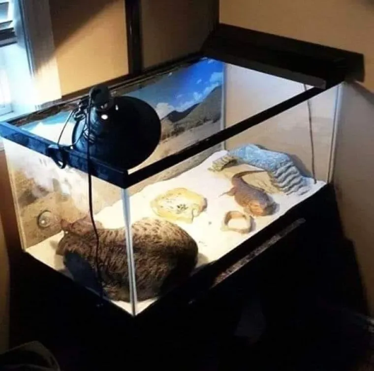 Stručnjaci potvrdili: Ovih 25 slika mačaka su najbolje slike mačaka na svijetu