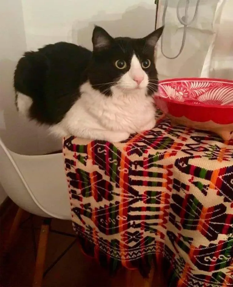 Stručnjaci potvrdili: Ovih 25 slika mačaka su najbolje slike mačaka na svijetu