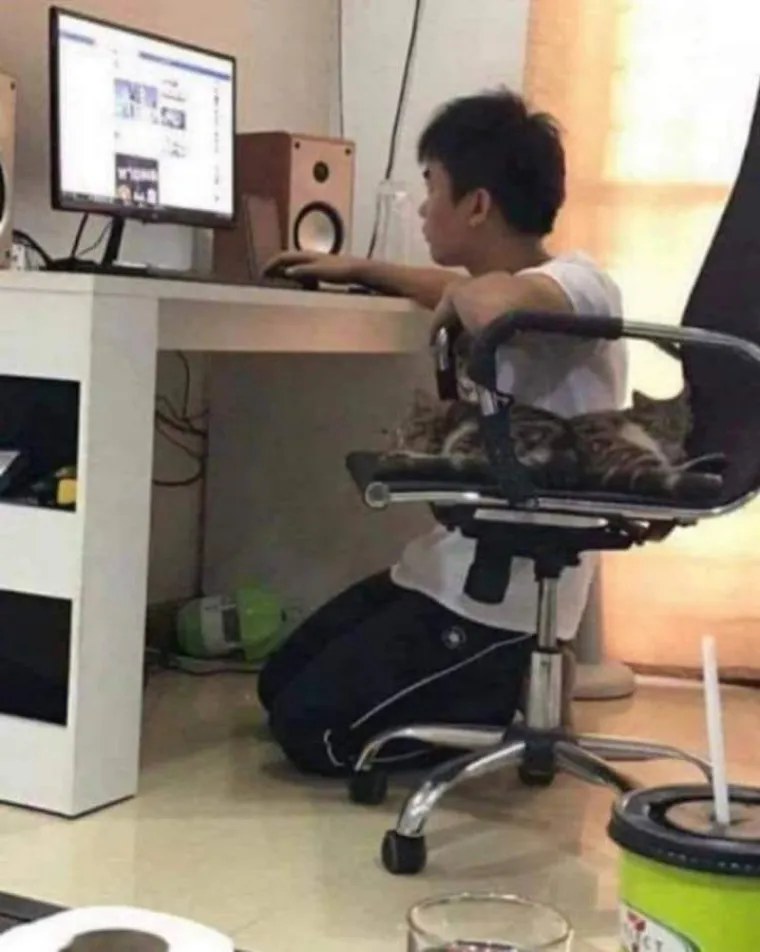 Stručnjaci potvrdili: Ovih 25 slika mačaka su najbolje slike mačaka na svijetu