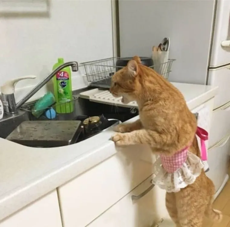 Stručnjaci potvrdili: Ovih 25 slika mačaka su najbolje slike mačaka na svijetu