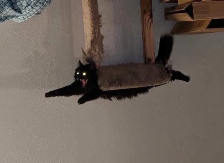 Stručnjaci potvrdili: Ovih 25 slika mačaka su najbolje slike mačaka na svijetu