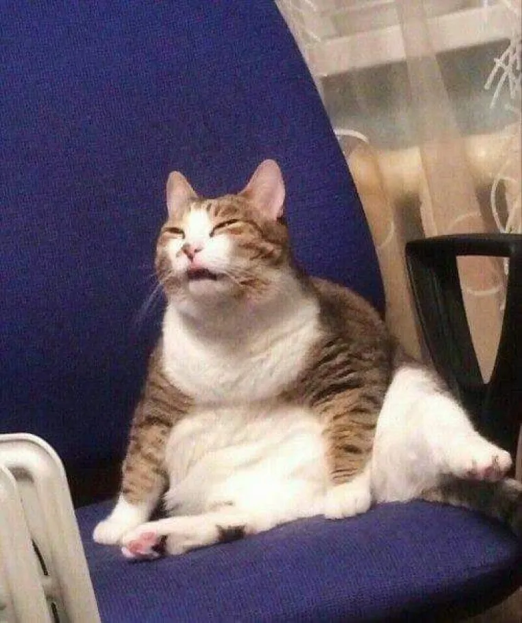 Stručnjaci potvrdili: Ovih 25 slika mačaka su najbolje slike mačaka na svijetu