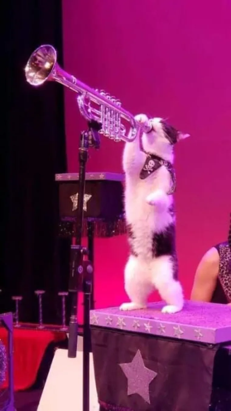 Stručnjaci potvrdili: Ovih 25 slika mačaka su najbolje slike mačaka na svijetu