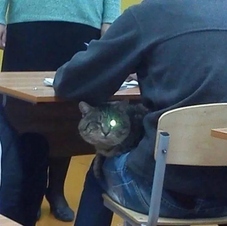 Stručnjaci potvrdili: Ovih 25 slika mačaka su najbolje slike mačaka na svijetu