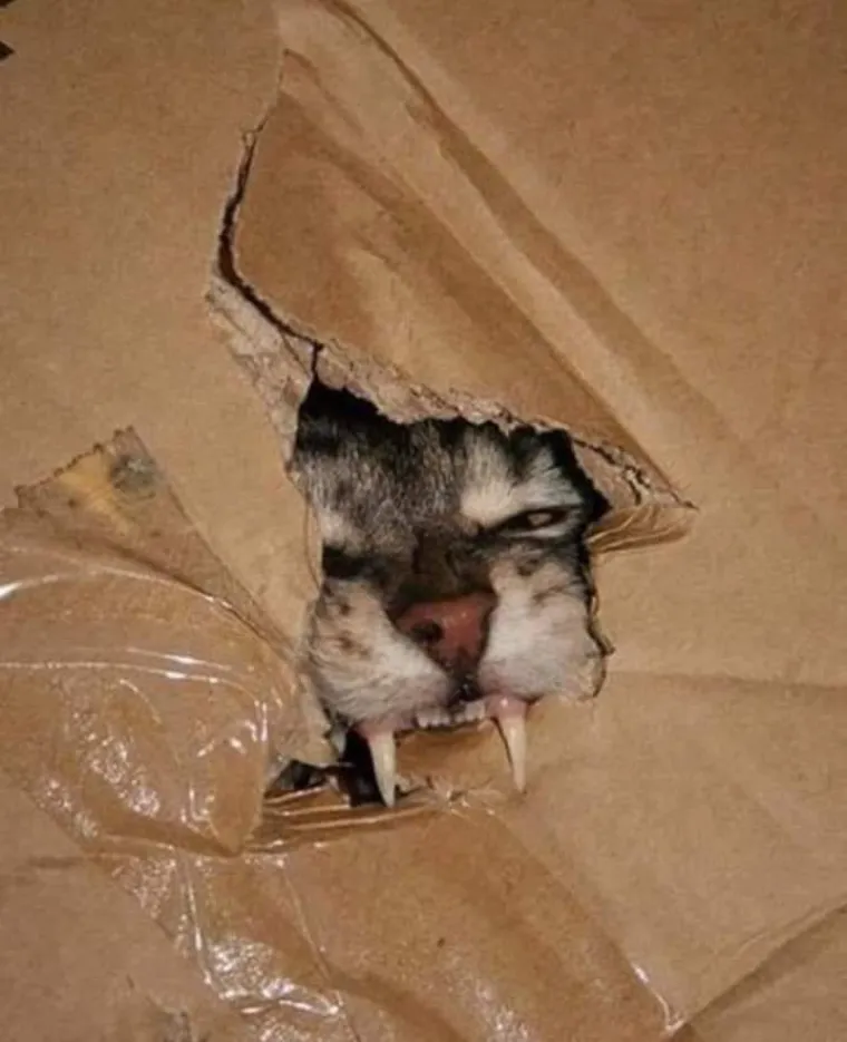 Stručnjaci potvrdili: Ovih 25 slika mačaka su najbolje slike mačaka na svijetu