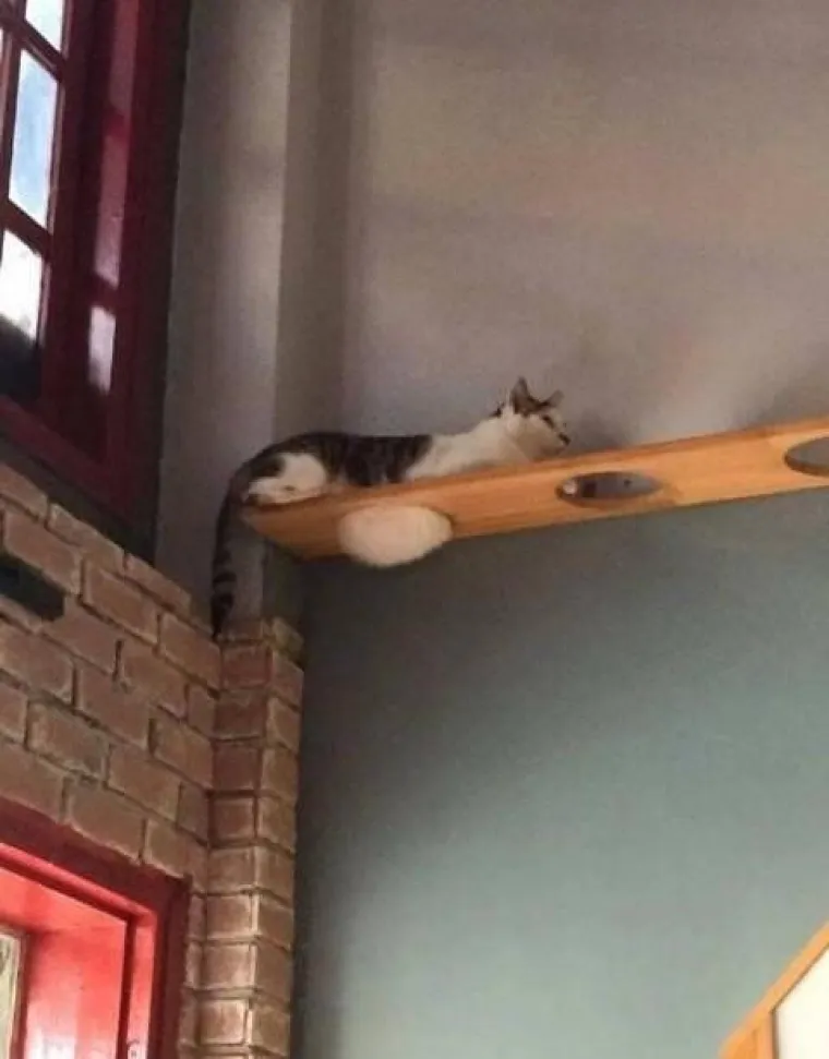 Stručnjaci potvrdili: Ovih 25 slika mačaka su najbolje slike mačaka na svijetu