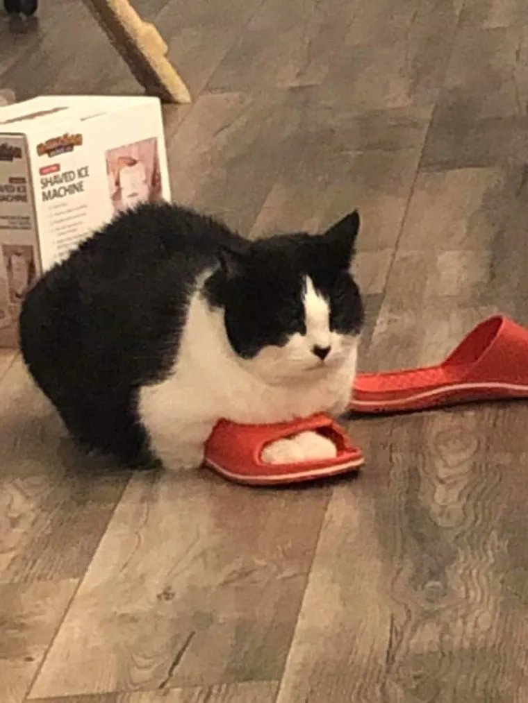 Stručnjaci potvrdili: Ovih 25 slika mačaka su najbolje slike mačaka na svijetu