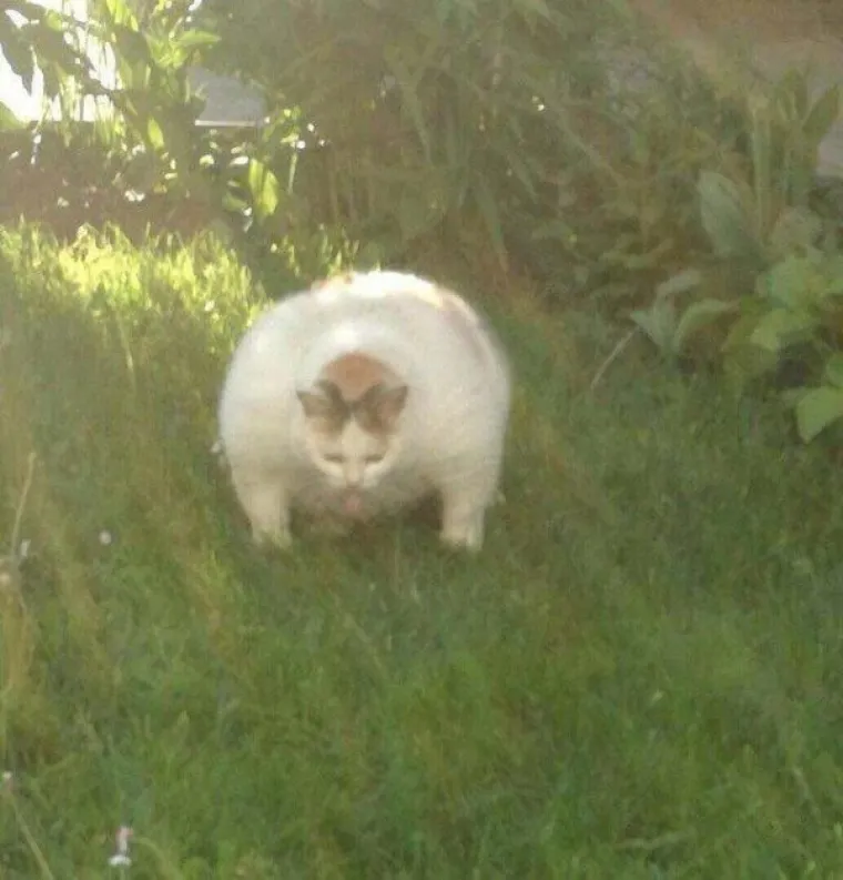 Stručnjaci potvrdili: Ovih 25 slika mačaka su najbolje slike mačaka na svijetu