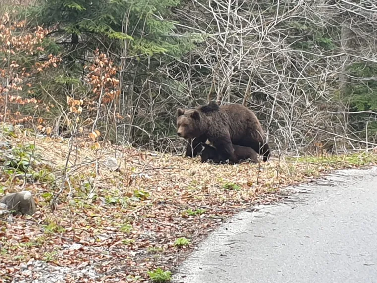 Uhvatio rijetke prizore kod Novog Vinodolskog: Brižna medvjedica pazila na svoje bebe!