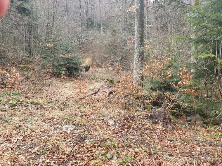 Uhvatio rijetke prizore kod Novog Vinodolskog: Brižna medvjedica pazila na svoje bebe!