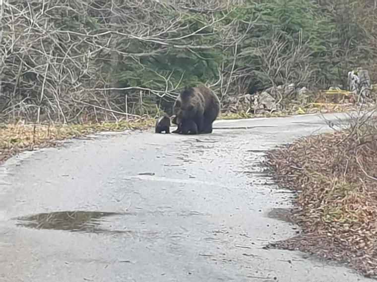 Uhvatio rijetke prizore kod Novog Vinodolskog: Brižna medvjedica pazila na svoje bebe!