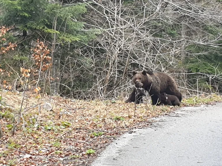 Uhvatio rijetke prizore kod Novog Vinodolskog: Brižna medvjedica pazila na svoje bebe!