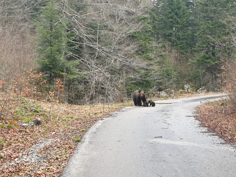 Uhvatio rijetke prizore kod Novog Vinodolskog: Brižna medvjedica pazila na svoje bebe!