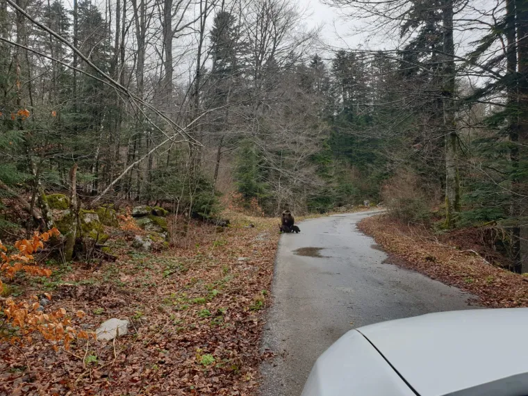 Uhvatio rijetke prizore kod Novog Vinodolskog: Brižna medvjedica pazila na svoje bebe!