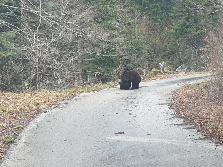 Uhvatio rijetke prizore kod Novog Vinodolskog: Brižna medvjedica pazila na svoje bebe!