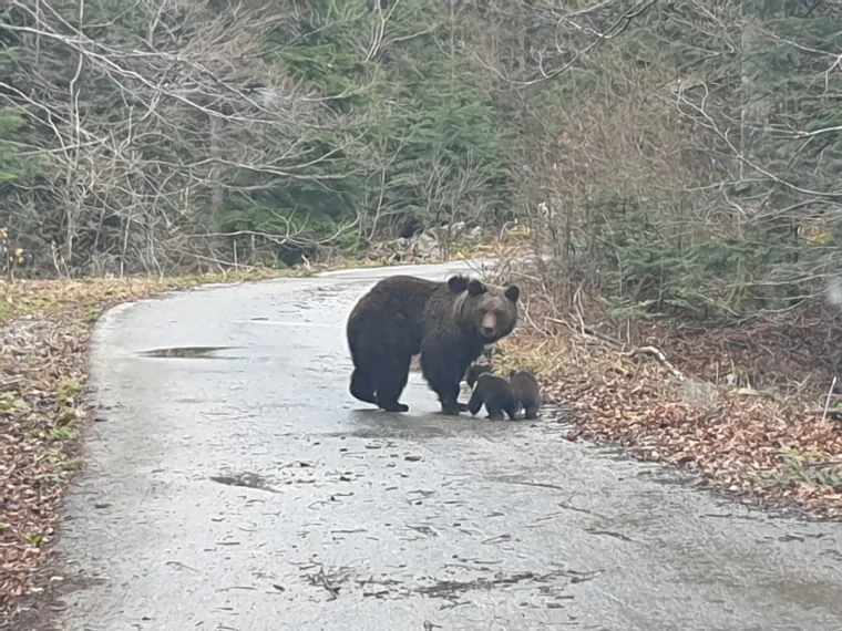 Uhvatio rijetke prizore kod Novog Vinodolskog: Brižna medvjedica pazila na svoje bebe!