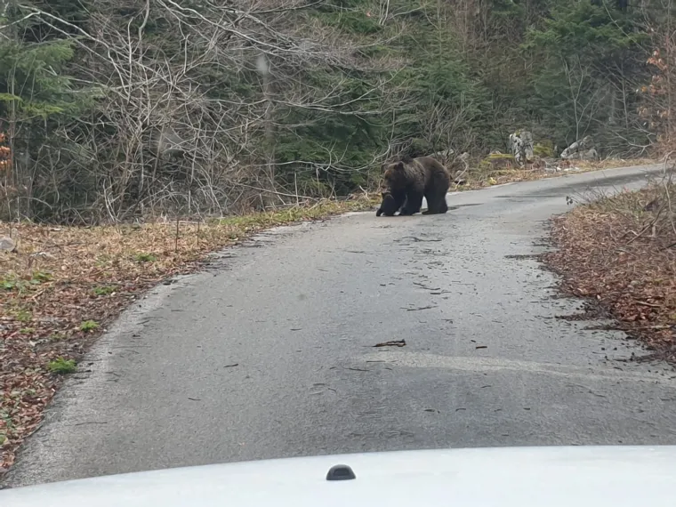 Uhvatio rijetke prizore kod Novog Vinodolskog: Brižna medvjedica pazila na svoje bebe!