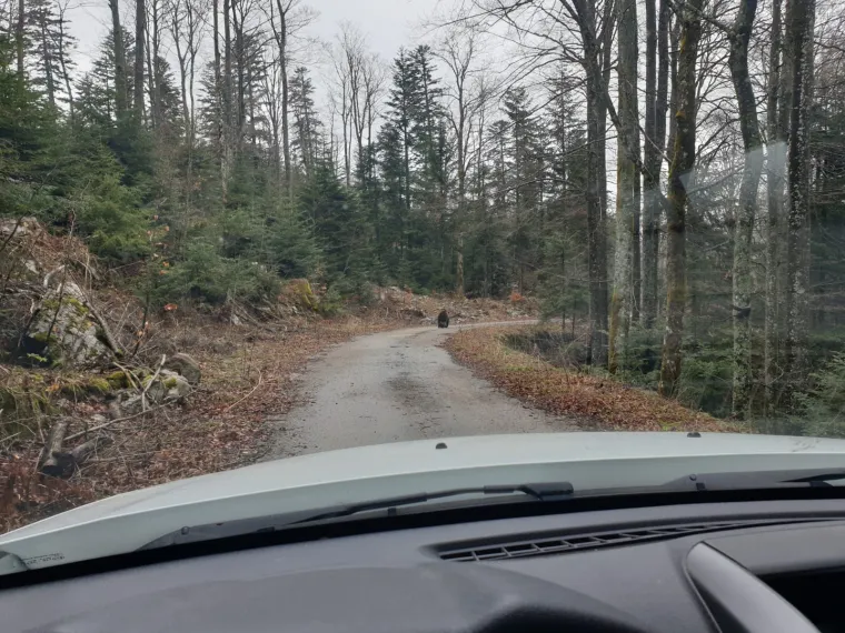 Uhvatio rijetke prizore kod Novog Vinodolskog: Brižna medvjedica pazila na svoje bebe!